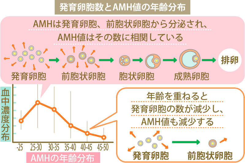 発育卵胞数とAMH値の年齢分布