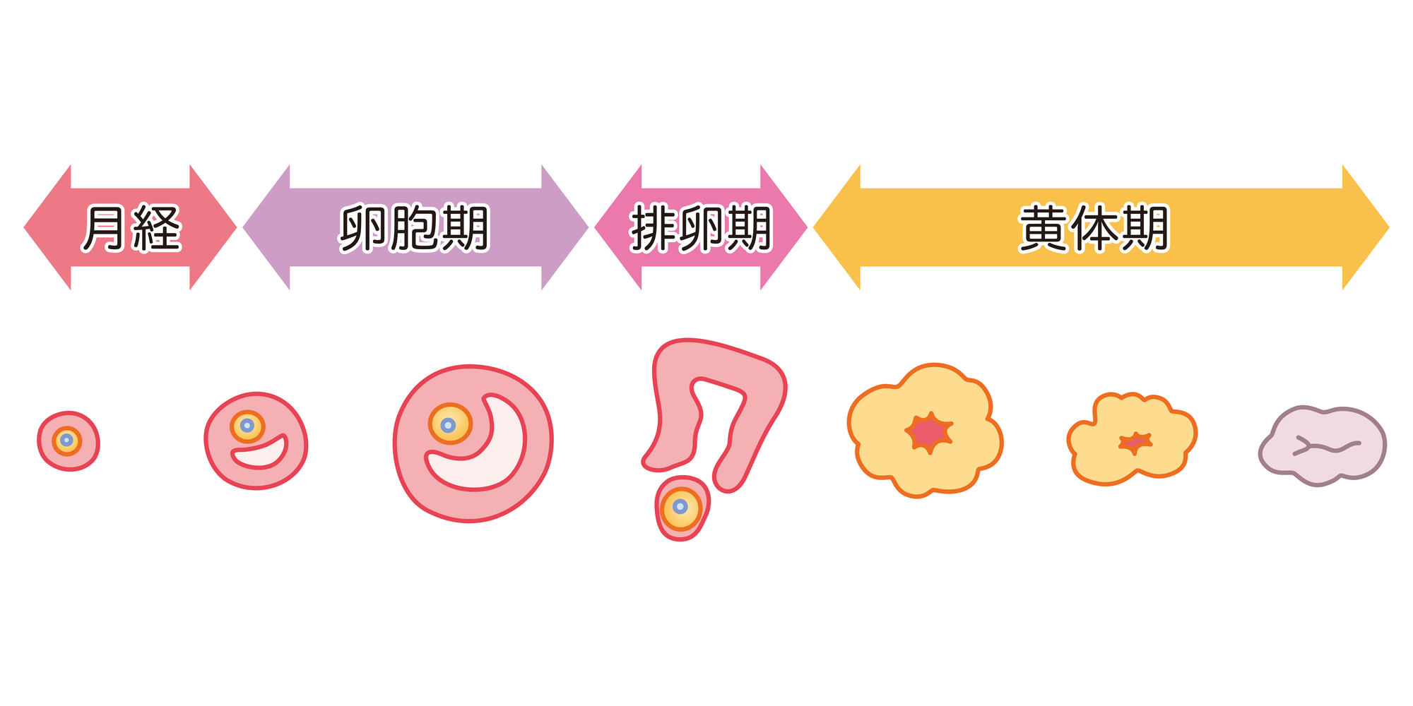 【胚培養士監修】卵胞が育たないのはなぜ？原因と良質の卵胞を育てる方法を解説