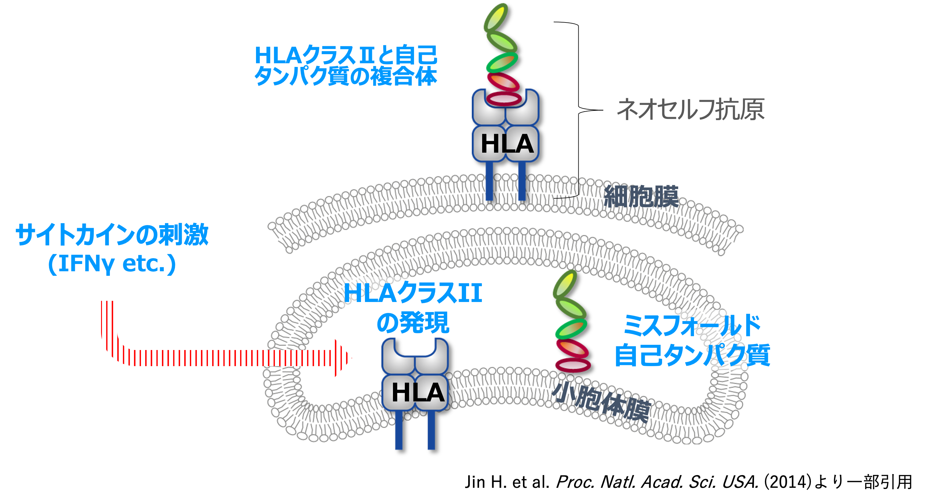 β2GPIネオセルフ抗体検査とは?